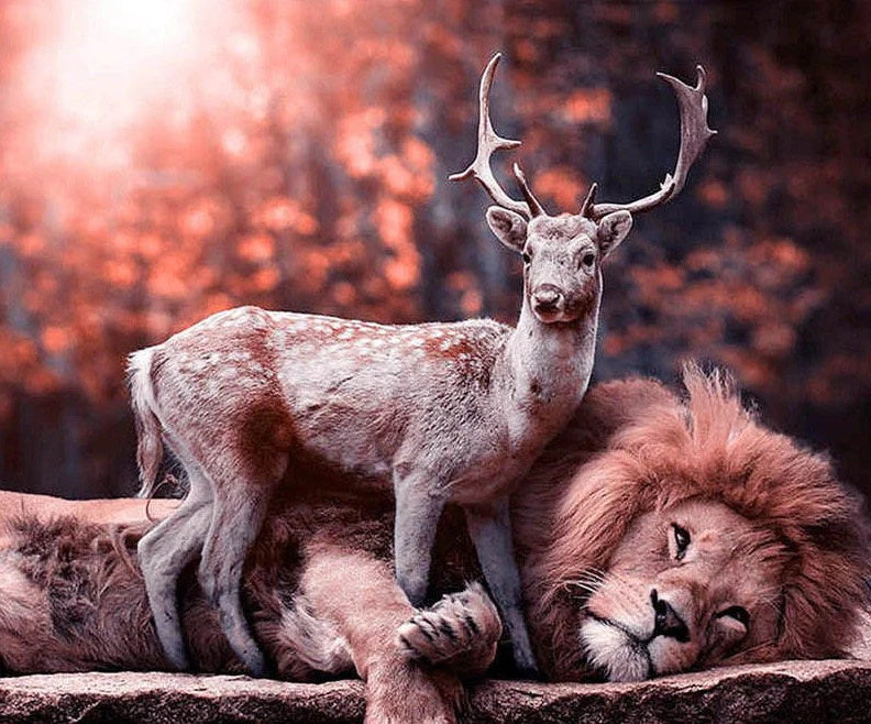 Deer & Lion