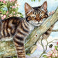 5D Cats Diamond Painting Kits DIY - Fun Gifts for Adults & Children