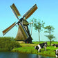 Grazing Cows & Windmill
