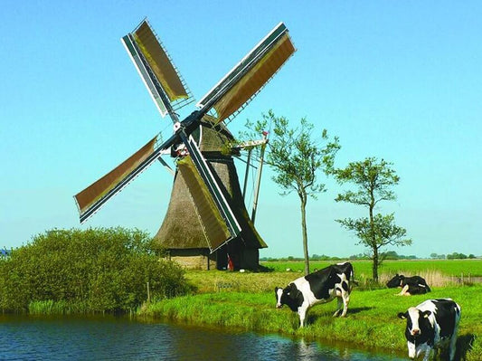 Grazing Cows & Windmill
