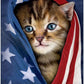 American Flag Cat