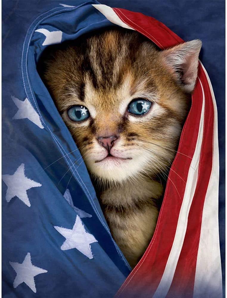 American Flag Cat