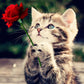 Cute Kitten with Red Rose