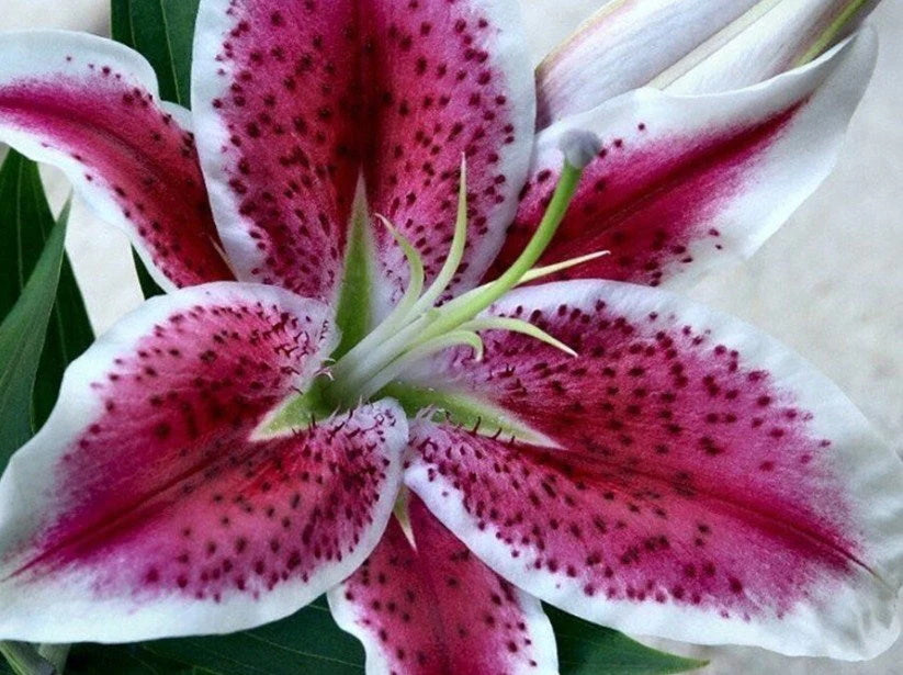 Lily Close up
