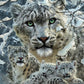 Snow Leopard Collage