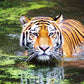 Tiger Swim