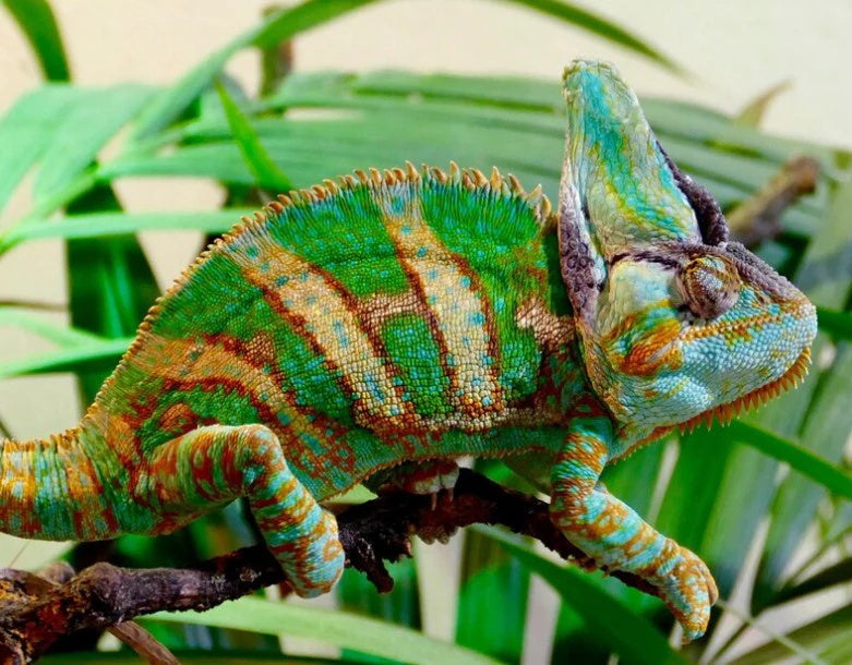 Beautiful Chameleon