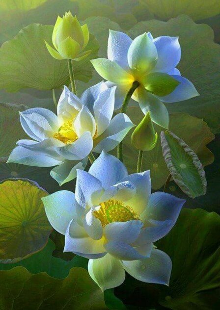 White Lotus Flowers