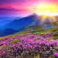 Beautiful Sunrise & Pink Flowers