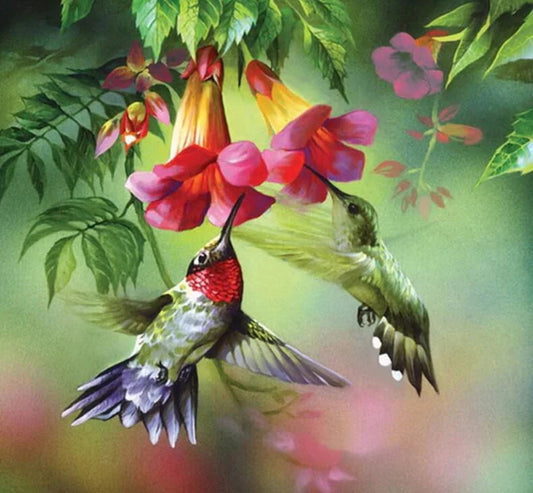 Humming Birds Drinking Flower Nectar
