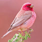 Pink Rosefinch Bird