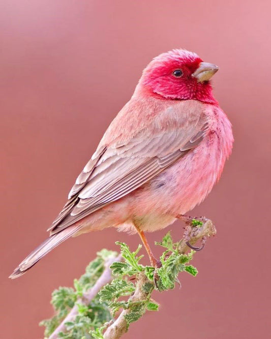Pink Rosefinch Bird