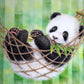 Panda Resting on Hammock