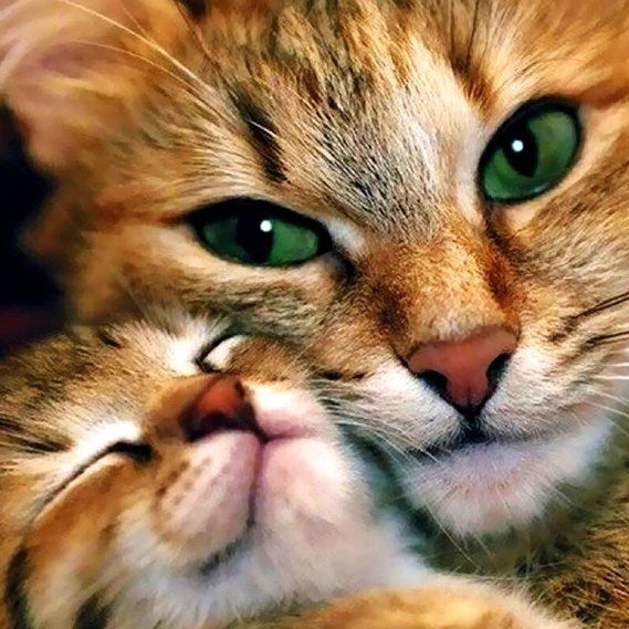 Mother Cat and Baby Cat