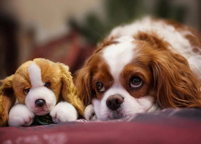 Puppy with a Stuffed Toy