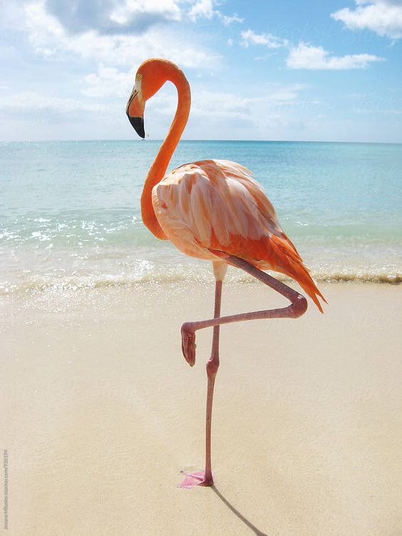 Pink Flamingo On The Beach