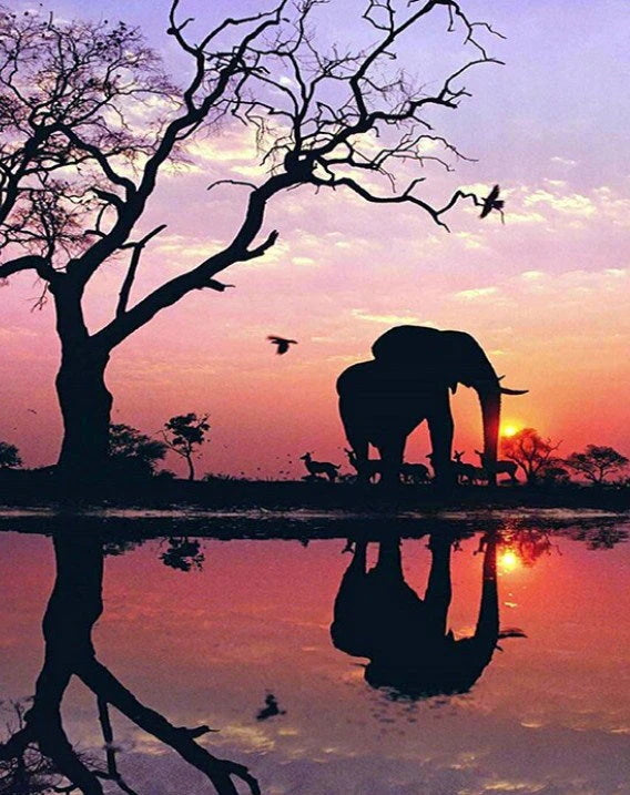 African Elephant Sunset View
