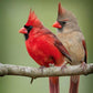 Stunning Cardinals Pair