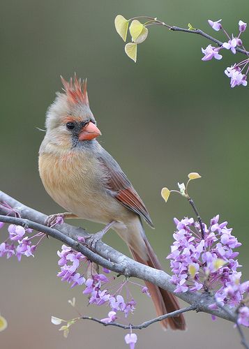 Cardinal on a Lilac Bush