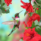 Small Bird Hummingbird