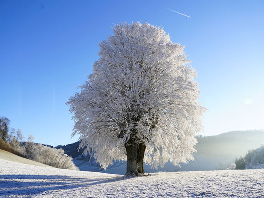 Winter tree ice snow landscape